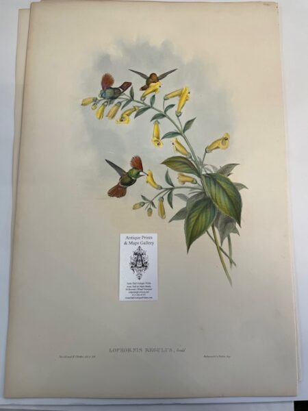 This original John Gould Hummingbird print is an antique lithograph with watercolors added at the time of publication c. 1840-1865. This John Gould lithograph is over 150-years-old. Depicts Lophornis Regulus.