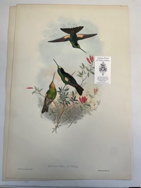 This original John Gould Hummingbird print is an antique lithograph with watercolors added at the time of publication c.1860. This John Gould lithograph is nearly 150-years-old: Relianthea Lutetiae