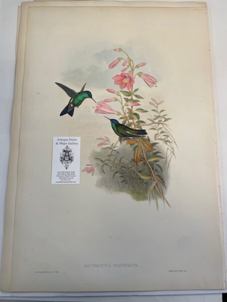This original John Gould Hummingbird print is an antique lithograph with watercolors added at the time of publication. The work was created during the 1840's to c.1860. This John Gould lithograph is about 150-years-old.