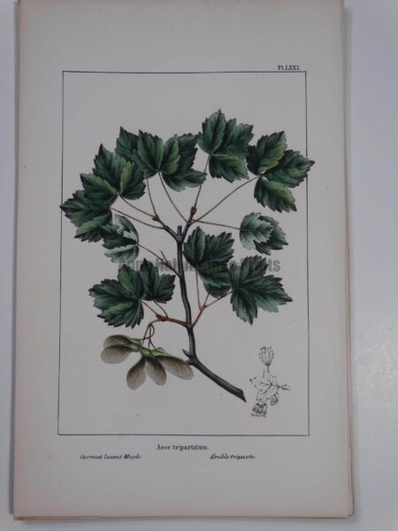 Acer Tripartitum