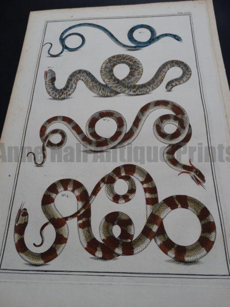 Alberta Seba Snakes Pl. XVII