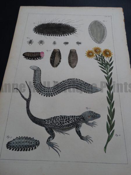 Albertus Seba Lizards and Insects Pl. XC