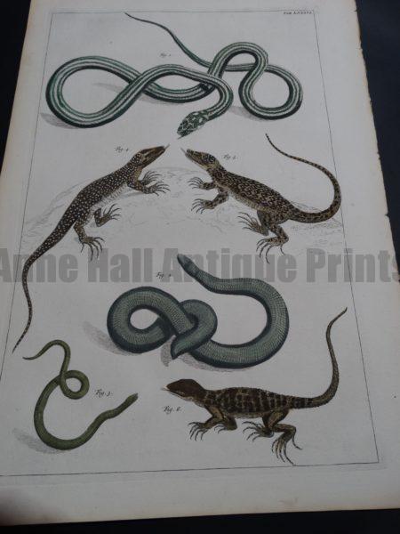 Albertus Seba Lizards and Snakes Pl. LXXXVI
