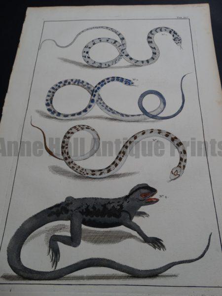 Albertus Seba Lizards and Snakes Pl. XIV