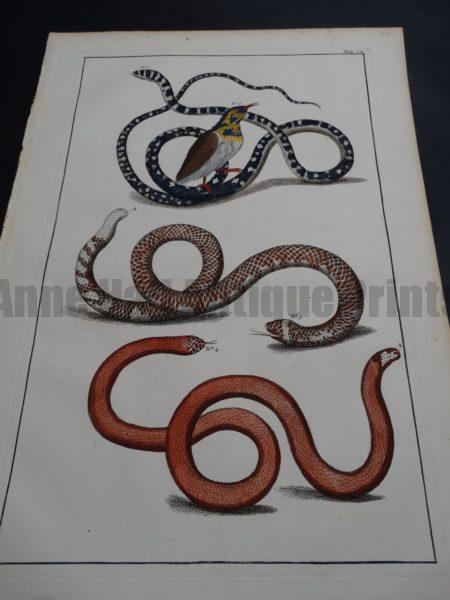 Albertus Seba Snakes Pl. VII