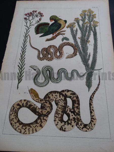 Albertus Seba Snakes Pl. XL