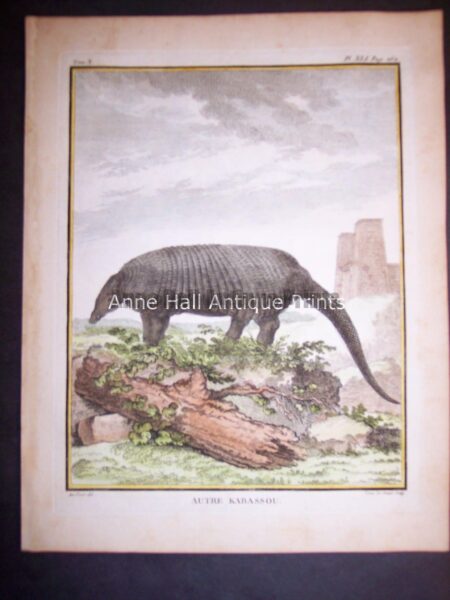 Natural history print,animals,original,authentic art,19th century,wild animals,sheep,domestic farm animals,