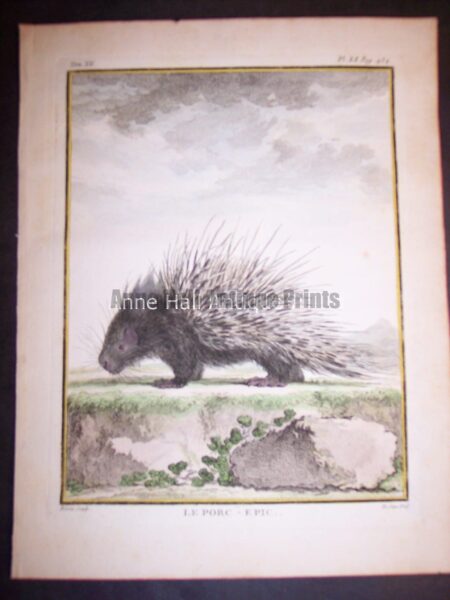 Animal Buffon Porcupine 481