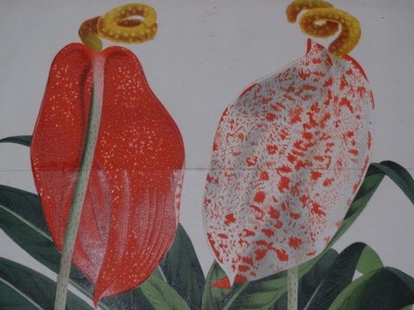 Anthurium Antique Engravings and Lithographs