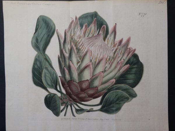 watercolor engraving artichoke