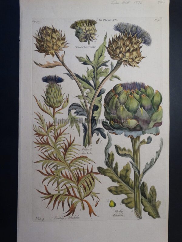 bird botanical flower insect camelia 1835 exotic nature print original antique hand colored engraving