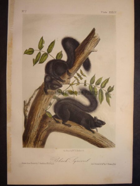 Black Squirrel Print by JJ Audubon. Published in Philadelphia 1844. Hand colored lithograph. John James Quadrupeds or Animals of North America