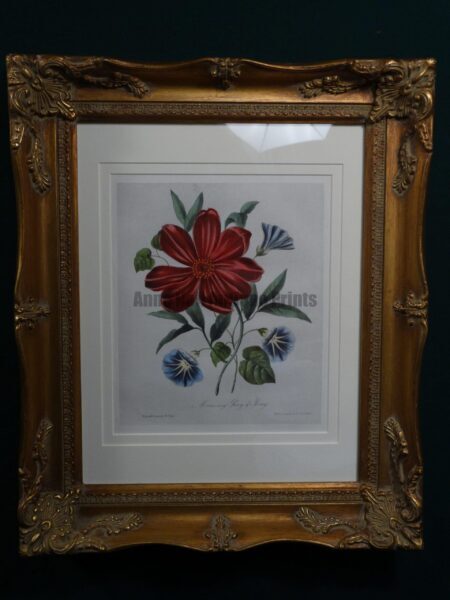 Rare American watercolor lithograph with red paeony and blue morning glory. Published for The Fairy Bower in 1846.