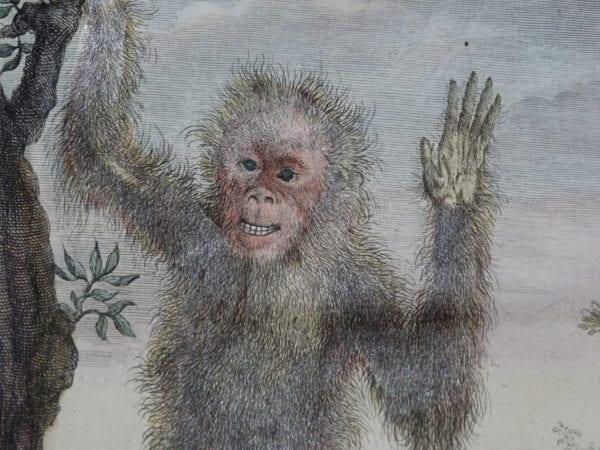 An example of monkeys by Buffon in our collection. The Singe has a happy facial expression, and has a hand up, as if to welcome the viewer.