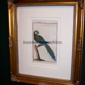 Buffon Parrot Framed Green Macaw. Der Grune Ara.