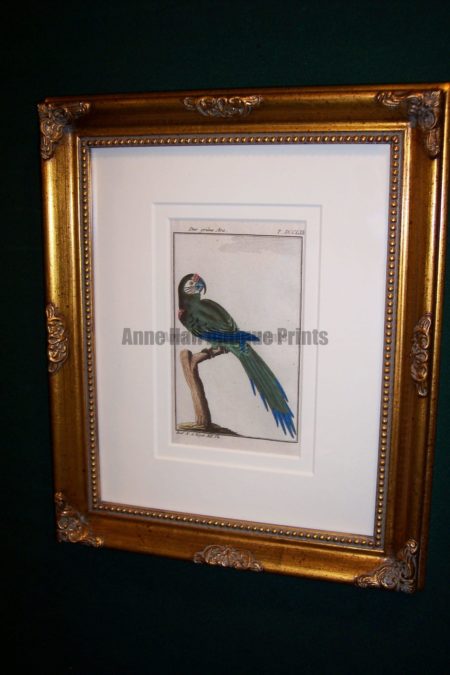 Buffon Parrot Framed Green Macaw. Der Grune Ara.