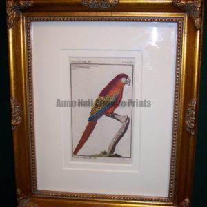 Buffon Parrot Framed Red Macaw . Der Grosse Rothe Ara.