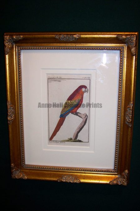 Buffon Parrot Framed Red Macaw . Der Grosse Rothe Ara.