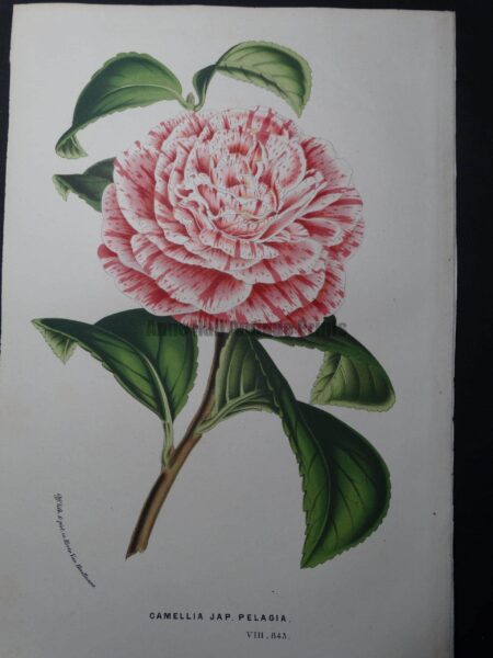 Camellia Antique Hand Colored Lithograph 4