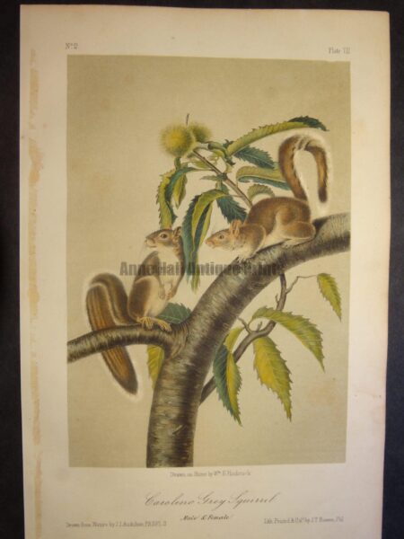 Carolina Grey Squirrel. Lockwood edition, original antique lithograph, c.1870, John James Audubon, North American animal.