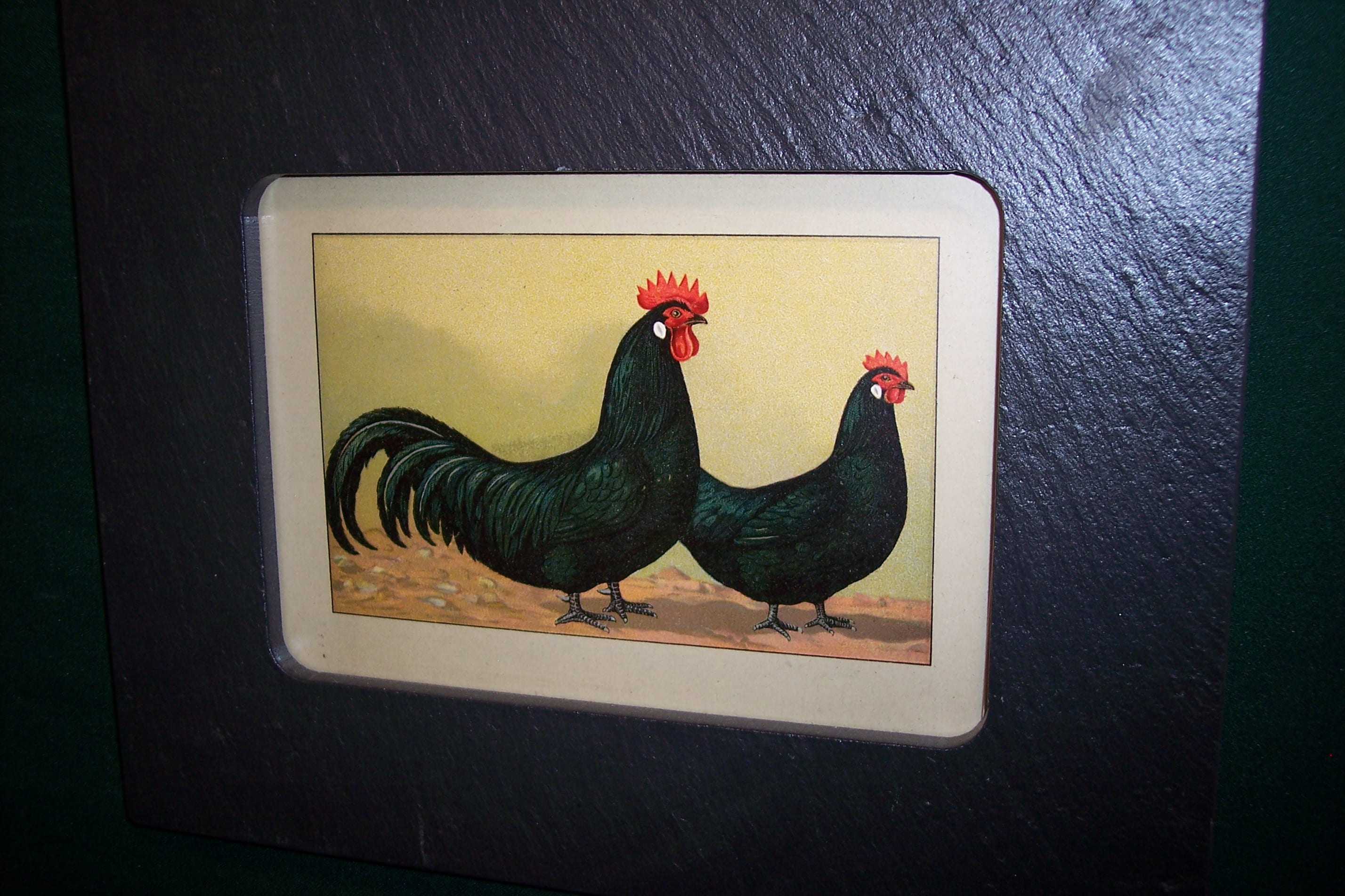 Chicken Chromolithograph Framed, Slate #3 - Anne Hall Antique Prints