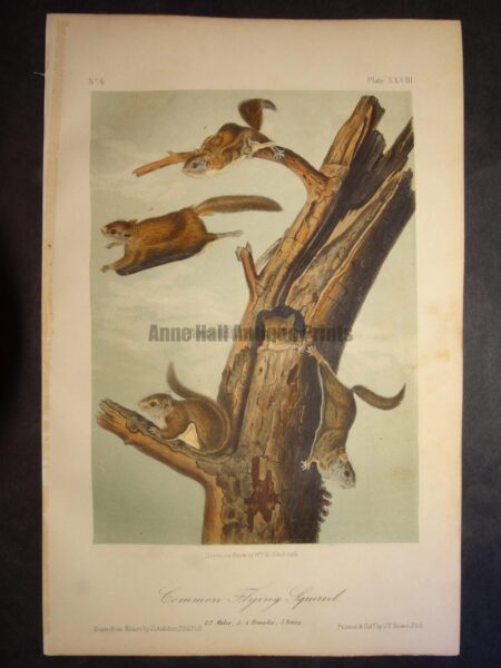 Common Flying Squirrel. Lockwood edition, original antique lithograph, c.1870, John James Audubon, North American animal.