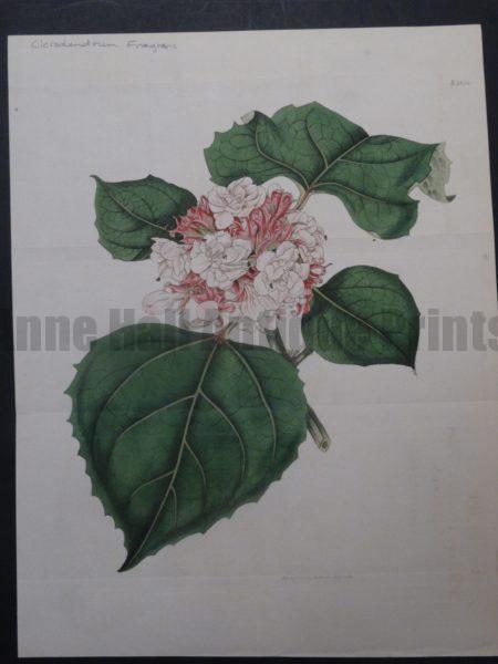 Curtis Clerendrum Fragrans Plate 1834