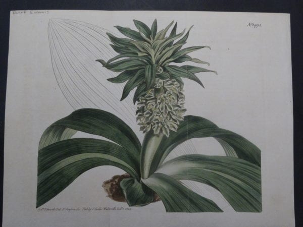 Early 19th century watercolor engraving of pineapple. Curtis Eucomis SL1495