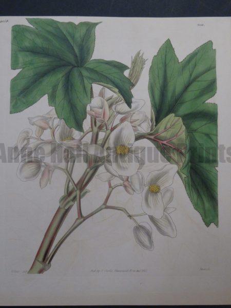 Curtis Fitch Begonia plate 3591
