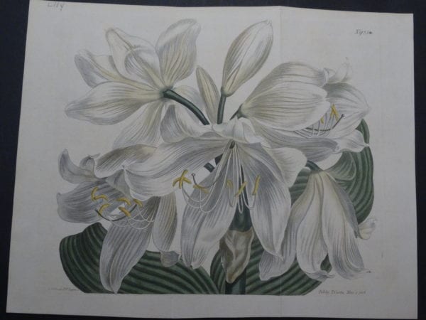 19th century engraving from the Botanical Magazine. Curtis Lily SL923