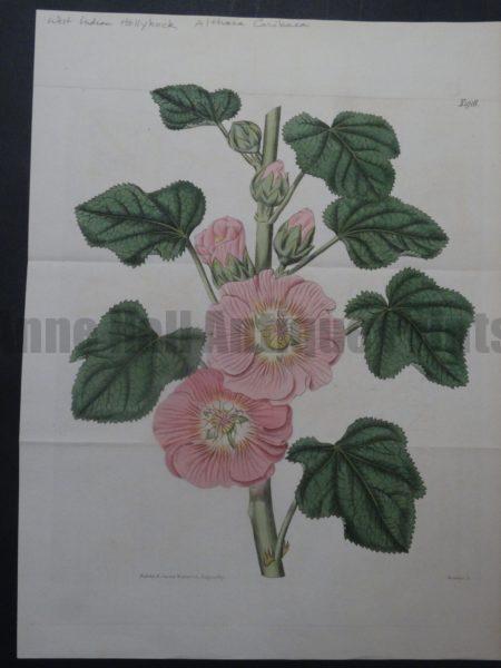 Curtis West Indian Hollyhock Plate 1916