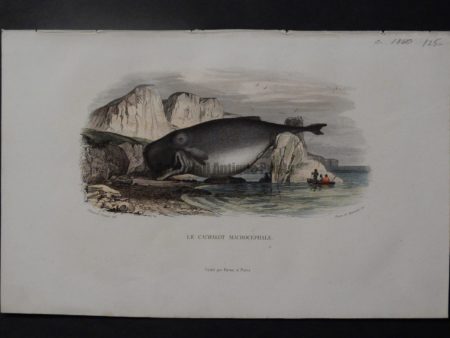 Travies antique print of whale