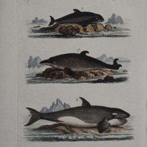 Depiction of 3 marine mammals including orca whale. An antique engraving with watercolors.