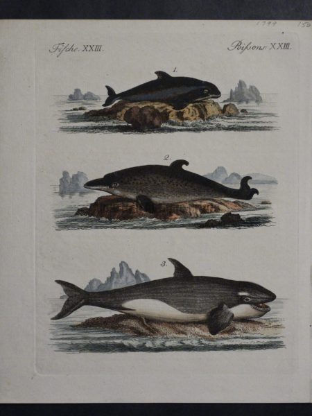 Depiction of 3 marine mammals including orca whale. An antique engraving with watercolors.