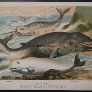 color lithograph whales narwhals