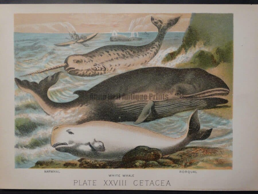 color lithograph whales narwhals