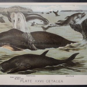 old American whale lithograph