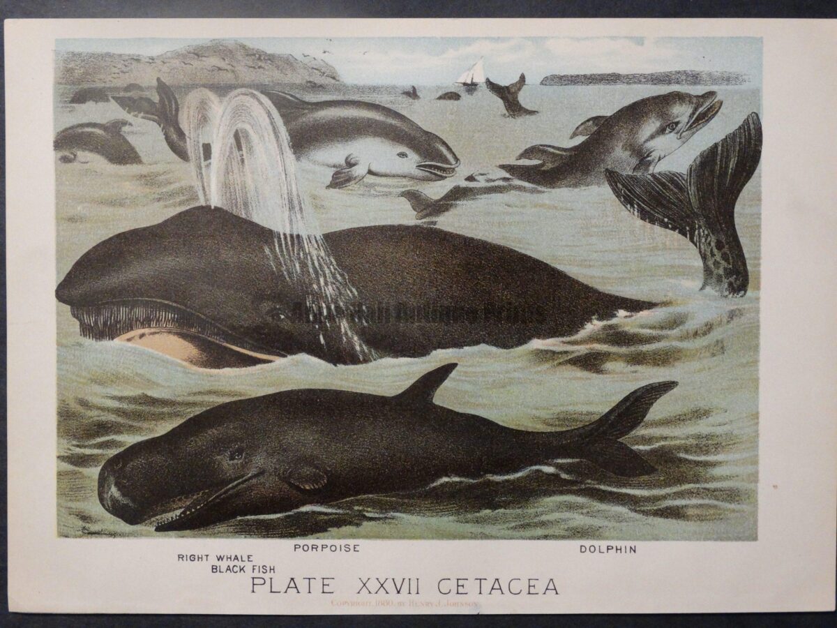 old American whale lithograph
