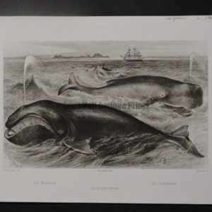 antique whale engravings