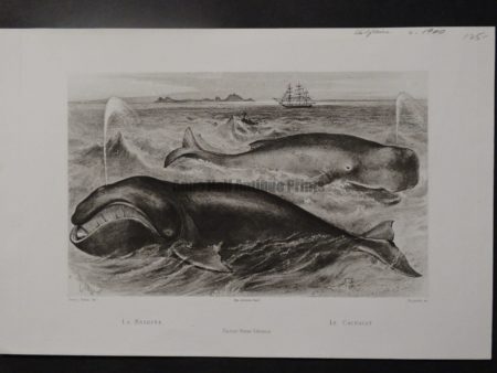 antique whale engravings