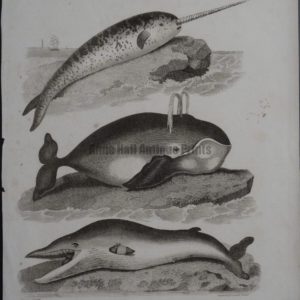 narwhale, spouting whale, 3 species including Mysticus, antique engraving circa 1800.