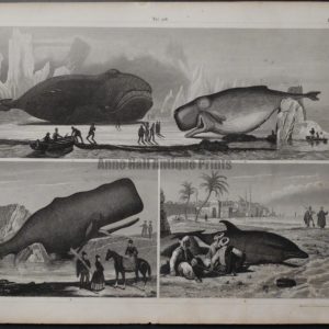 3 whale scenes old engraving