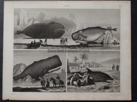 3 whale scenes old engraving