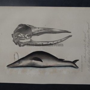 humpback whales, baleen whale anatomy lithograph