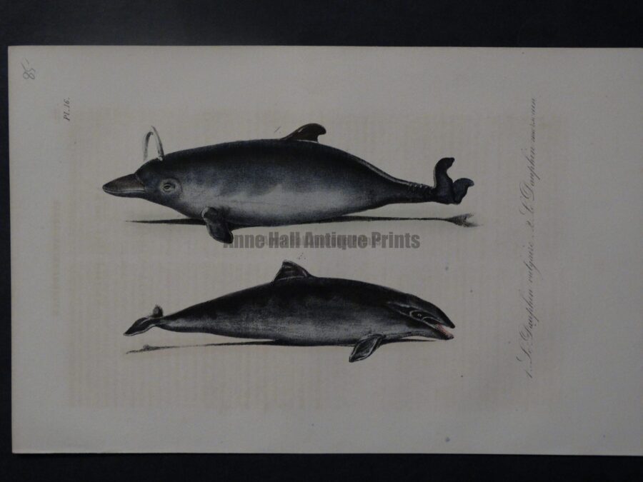 dolphin spouting antique print