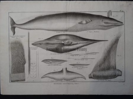 scientific engraving whales