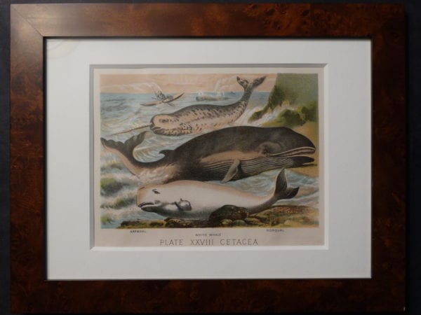 Whale Chromolithographs Framed. Narwhale, White Whale, Rorqual.