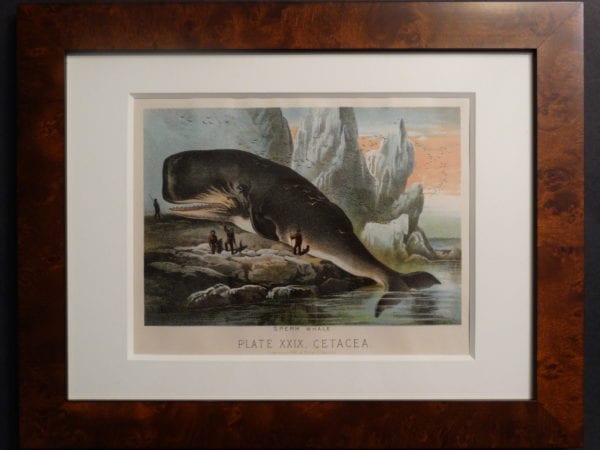 Sperm Whale Chromolithograph Framed. Sperm Whale, published in New York 1880.