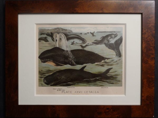 Orca, Right Whale, Black Fish. Antique whale prints,. Old chromolithographs, Framed.