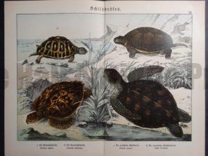 Turtles Chromolithograph Shubert
